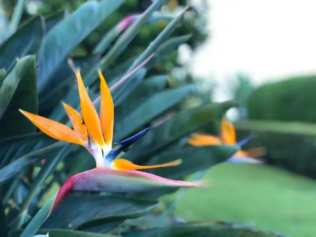 Coffee Garden Ranch Costa Rica Daire Concepcion  Dış mekan fotoğraf