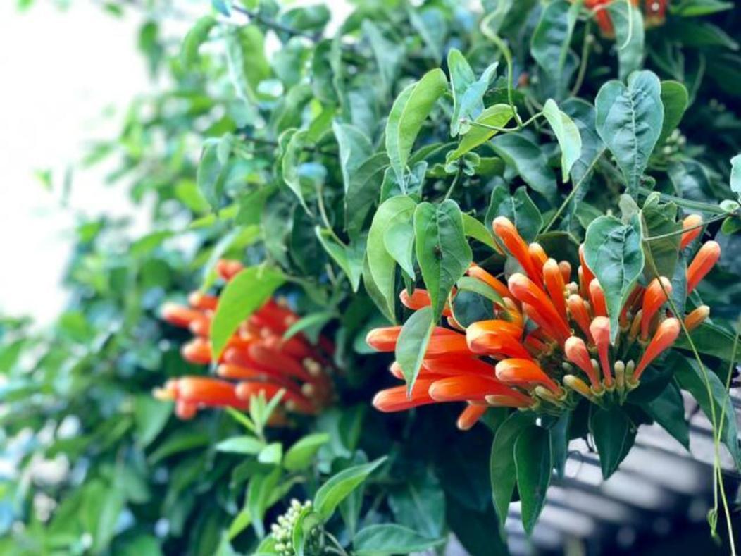 Coffee Garden Ranch Costa Rica Daire Concepcion  Dış mekan fotoğraf