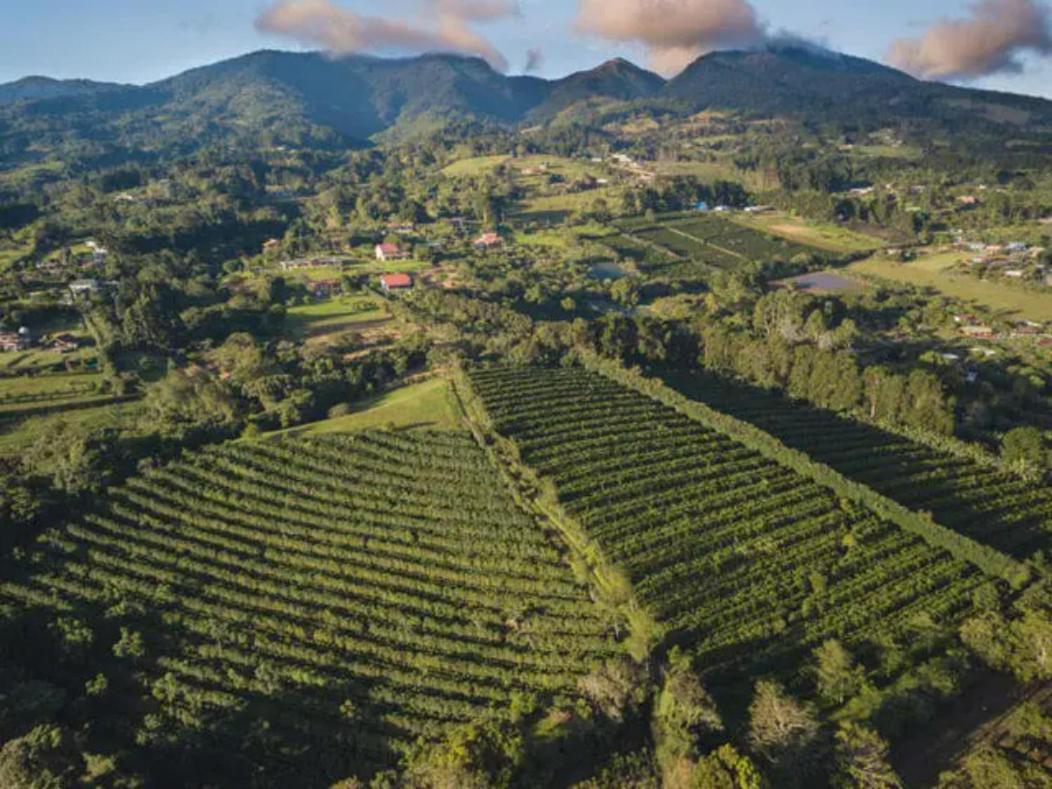 Coffee Garden Ranch Costa Rica Daire Concepcion  Dış mekan fotoğraf