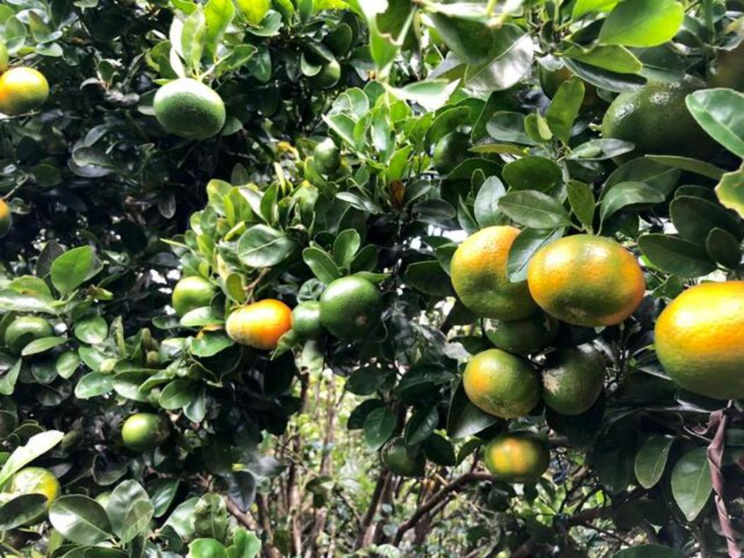 Coffee Garden Ranch Costa Rica Daire Concepcion  Dış mekan fotoğraf