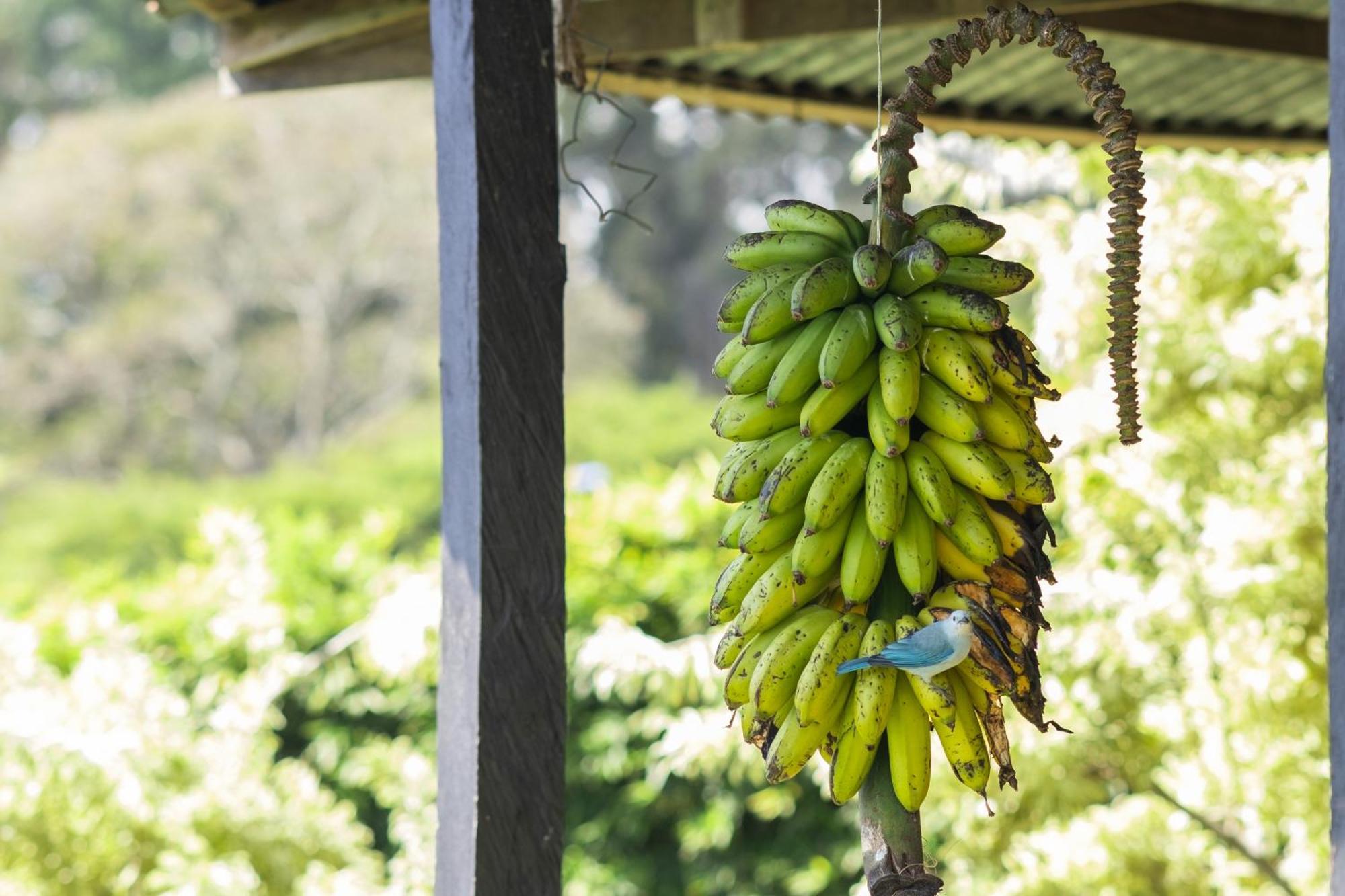 Coffee Garden Ranch Costa Rica Daire Concepcion  Dış mekan fotoğraf